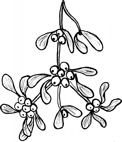 Mistletoe coloring page image