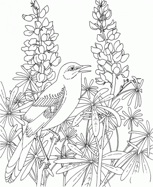 Mockingbird and Bluebonnet Texas State Bird and Flower coloring page image