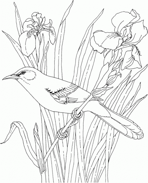 Mockingbird and Iris Tennessee State Bird and Flower coloring page image