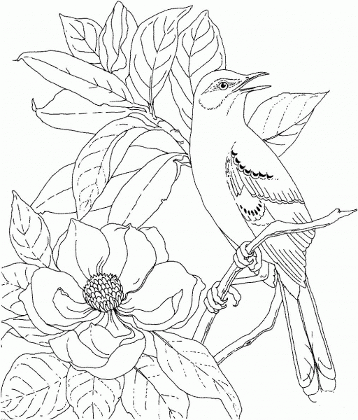 Mockingbird and Magnolia Mississippi State Bird and Flower coloring page image