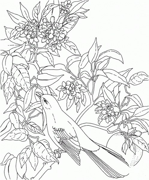 Mockingbird and Orange Blossom Florida State Bird and Flower coloring page image