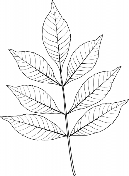 Modesto Ash Leaf coloring page image