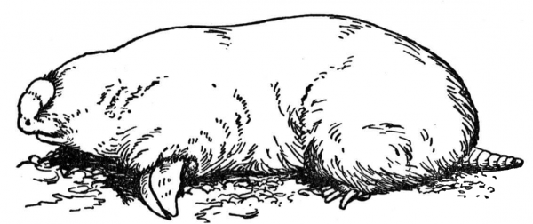 Mole 1 coloring page image