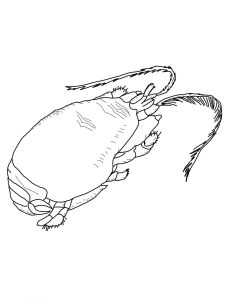 Mole Crab coloring page image