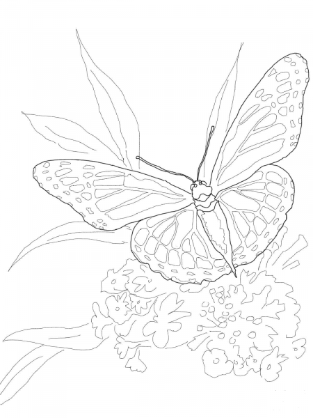 Monarch Butterfly coloring page image