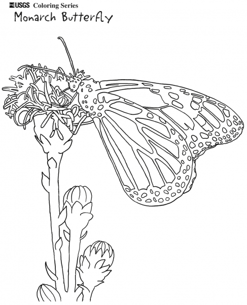 Monarch Butterfly coloring page image