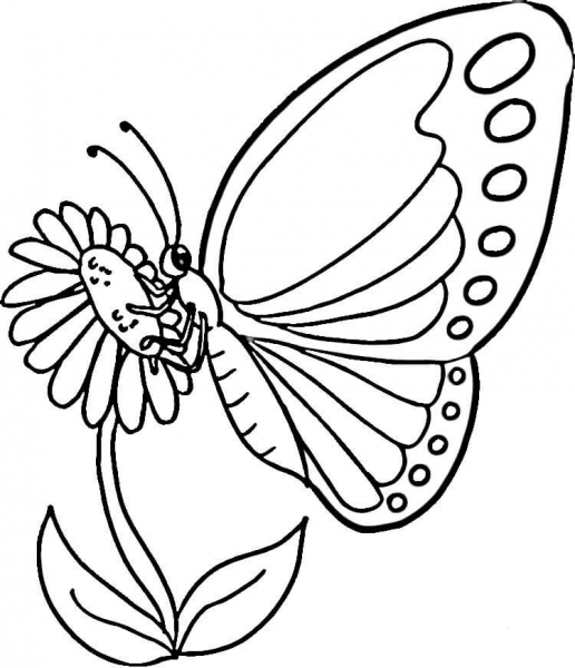 Monarch Butterfly coloring page image