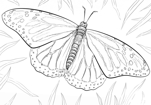 Monarch Butterfly coloring page image