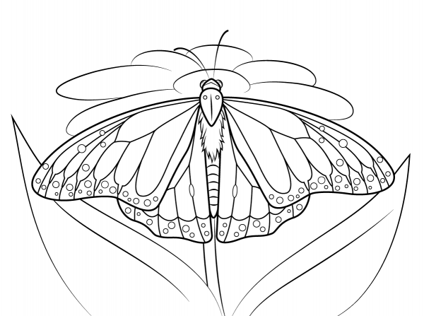 Monarch Butterfly Sits on a Daisy coloring page image