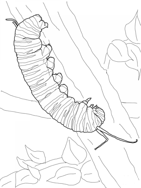 Monarch Caterpillar coloring page image