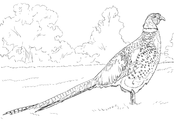 Mongolian Ringneck Male Pheasan coloring page image