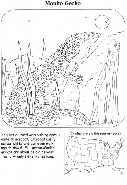 Monito Gecko coloring page image