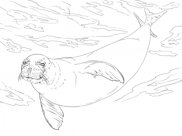 Monk Seal coloring page image