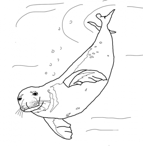 Monk Seal Swimming Underwater coloring page - ColouringPages
