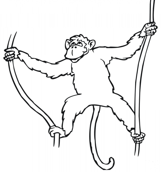Monkey Hanging on Liana coloring page image