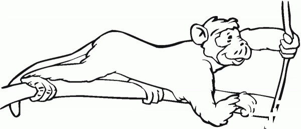 Monkey Holds A Root coloring page image