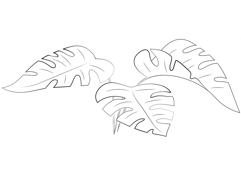 Monstera Leaves coloring page - ColouringPages