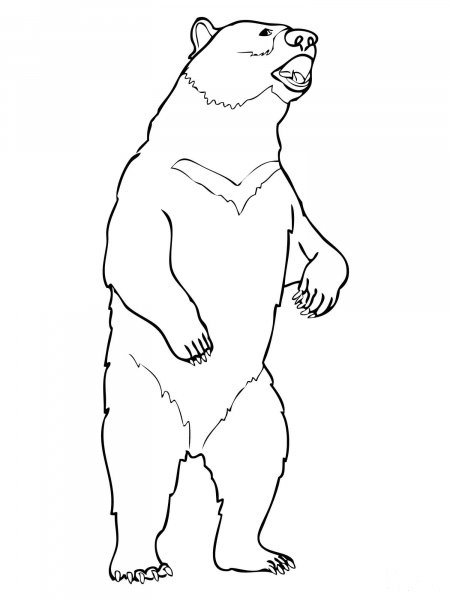 Moon Bear coloring page image