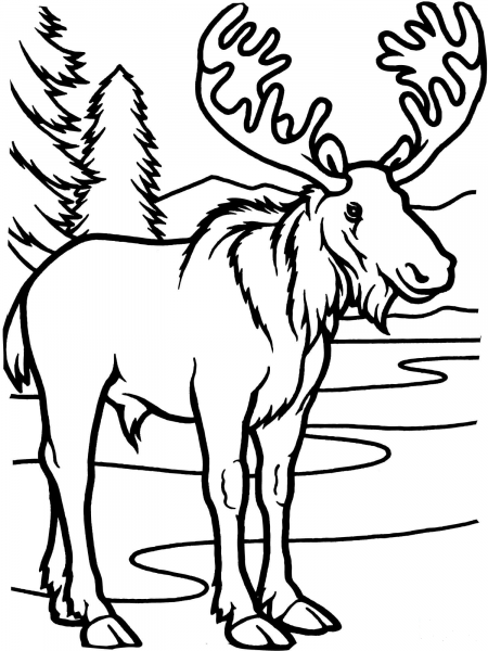 Moose Bull coloring page image