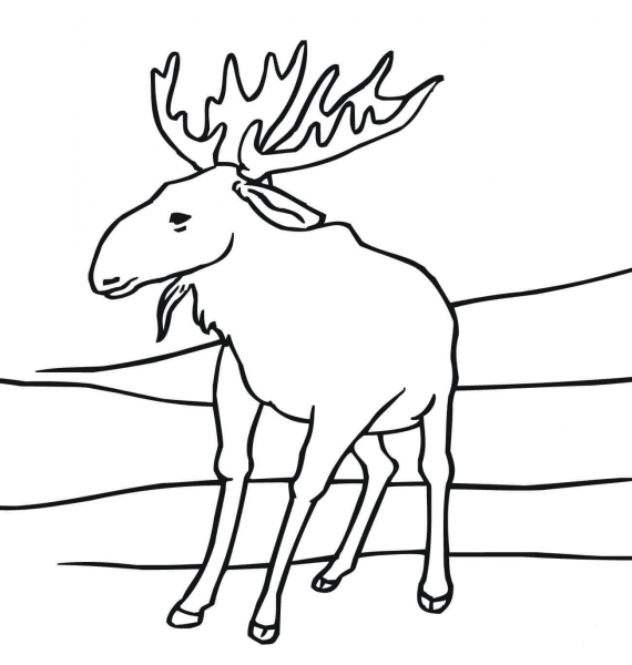 Moose coloring page image