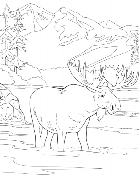 Moose coloring page image