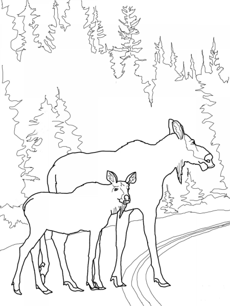 Moose Cow with Calf Crossing the Road coloring page image