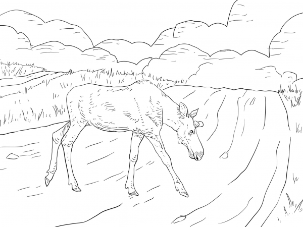 Moose Crossing a Road coloring page image
