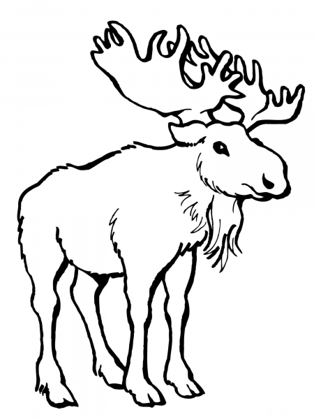 Moose Deer coloring page image