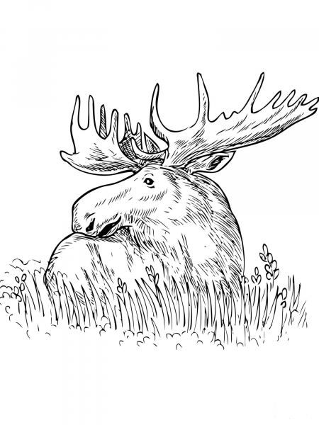 Moose Sitting in a Grass coloring page image