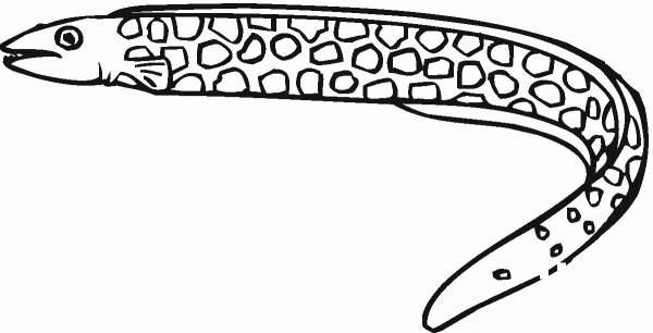 Moray Eel 1 coloring page image