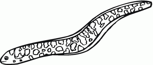 Moray Eel coloring page image