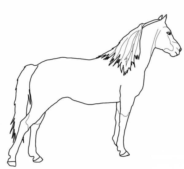 Morgan Horse coloring page image