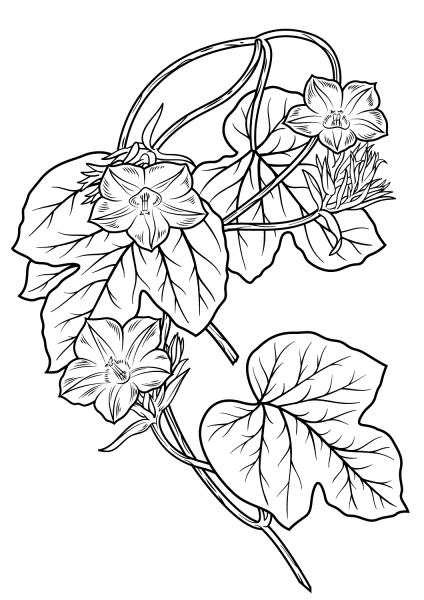 Morning Glory Flower coloring page image