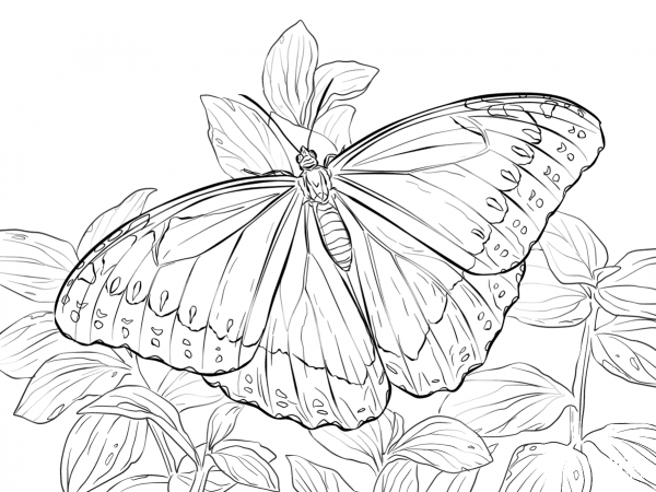 Morpho Peleides Butterfly coloring page image