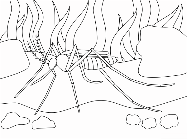 Mosquito coloring page image