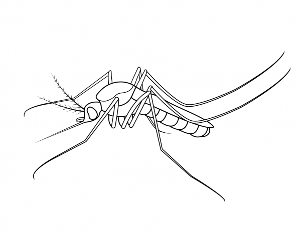 Mosquito coloring page image
