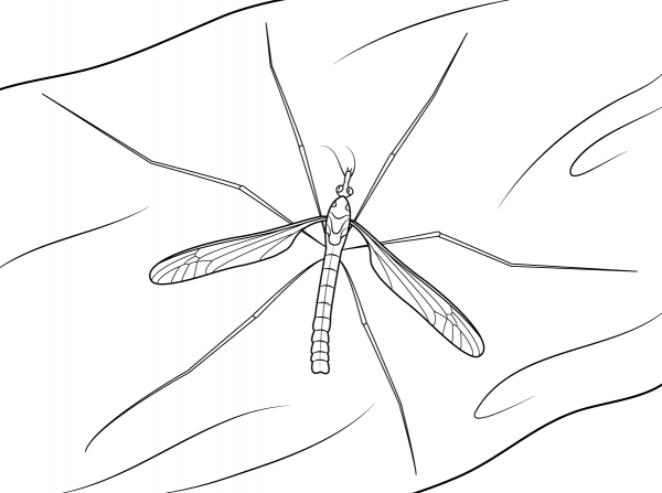 Mosquito coloring page image