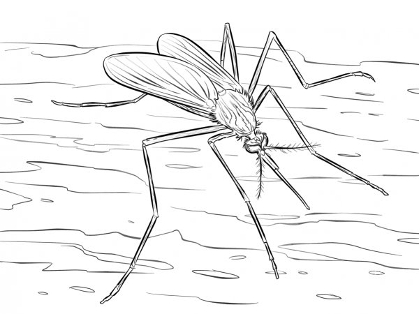 Mosquito Culiseta Longiareolata coloring page image