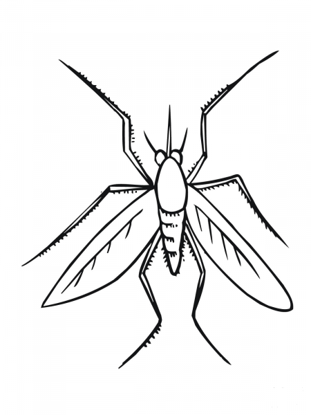 Mosquito Insect coloring page image