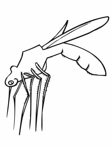 Mosquito is Ready to Bite coloring page image