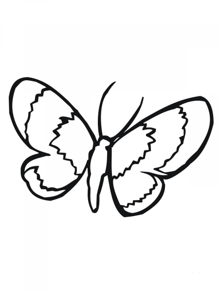 Moth Lepidoptera coloring page image