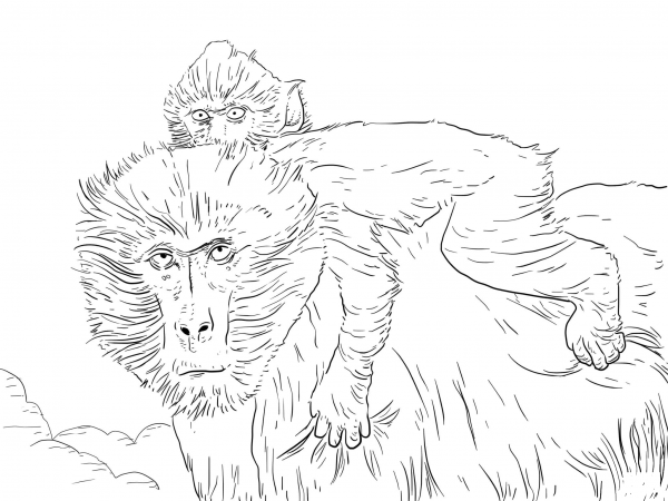 Mother and Baby Baboon coloring page image