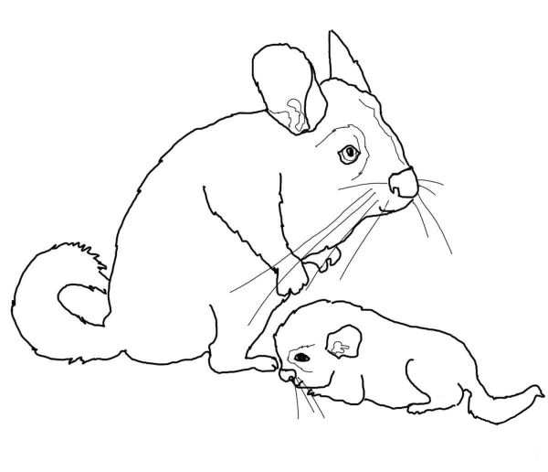 Mother and Baby Chinchilla coloring page image