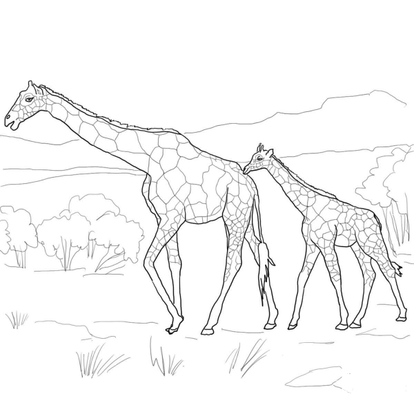 Mother and Baby Giraffe coloring page image
