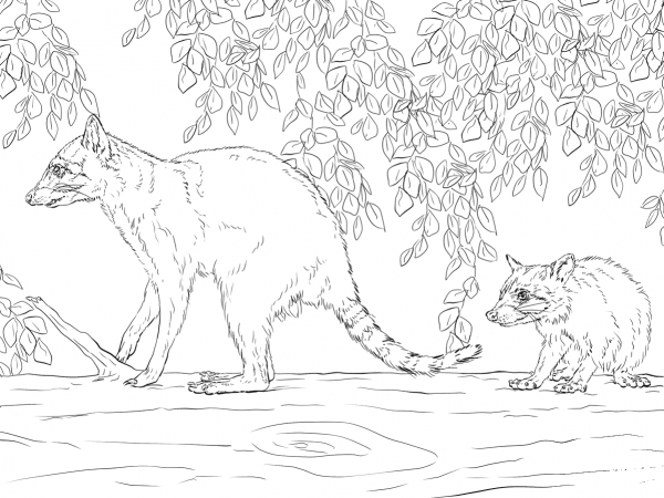 Mother And Baby Raccoon coloring page image