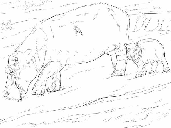 Mother And Young Hippo coloring page image