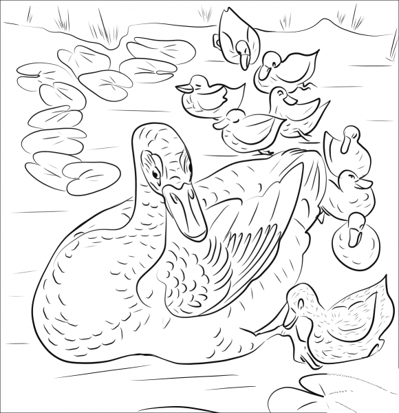 Mother Duck with Ducklings coloring page image