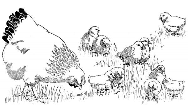 Mother Hen and Baby Chicks coloring page image