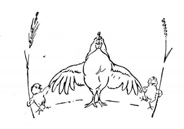 Mother Hen with Little Chickens coloring page image