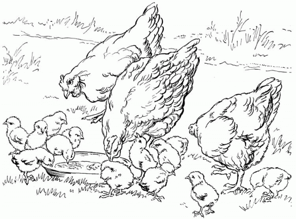 Mother Hens and Baby Chicken coloring page image